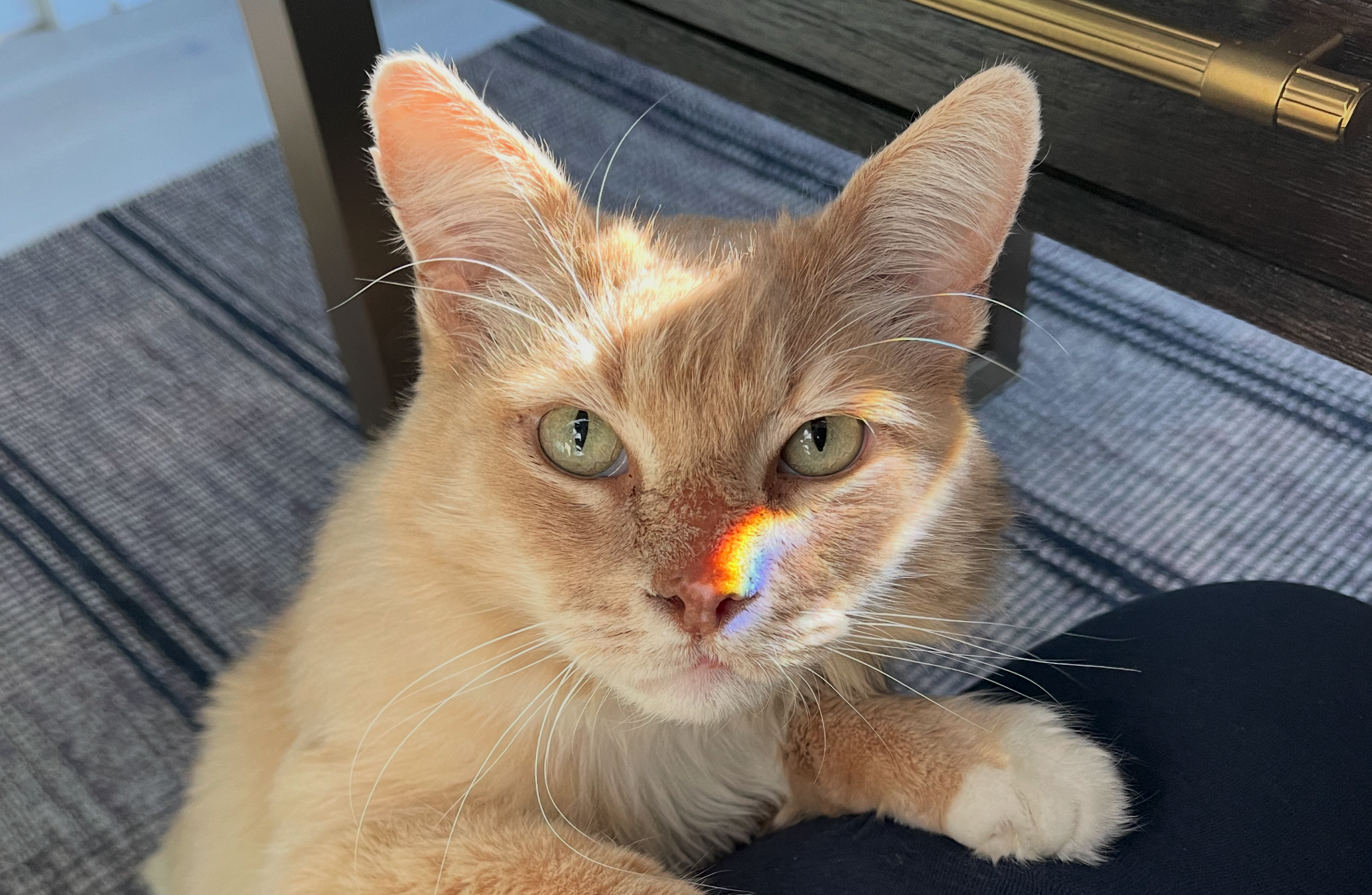 A light orange cat with green eyes sits on a striped rug, looking up. A colorful rainbow reflection falls across its face, highlighting its eyes and nose. A table and someone's leg are nearby.